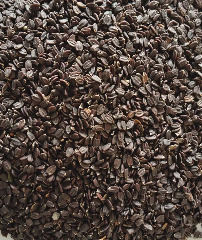 (Tokma Seeds তোকমা দানা) ২৫০ গ্রাম